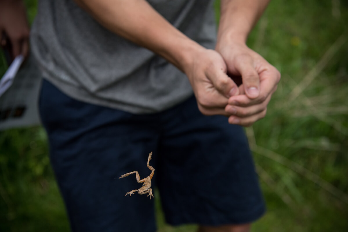 A frog jumps from a student researcher's hands at the Bio Reserve